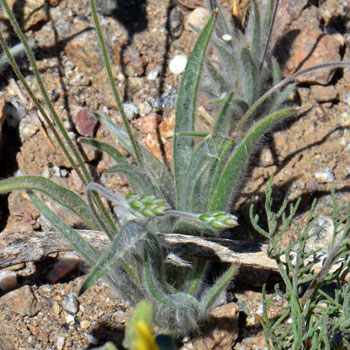 Plantago ovata, Desert Indianwheat